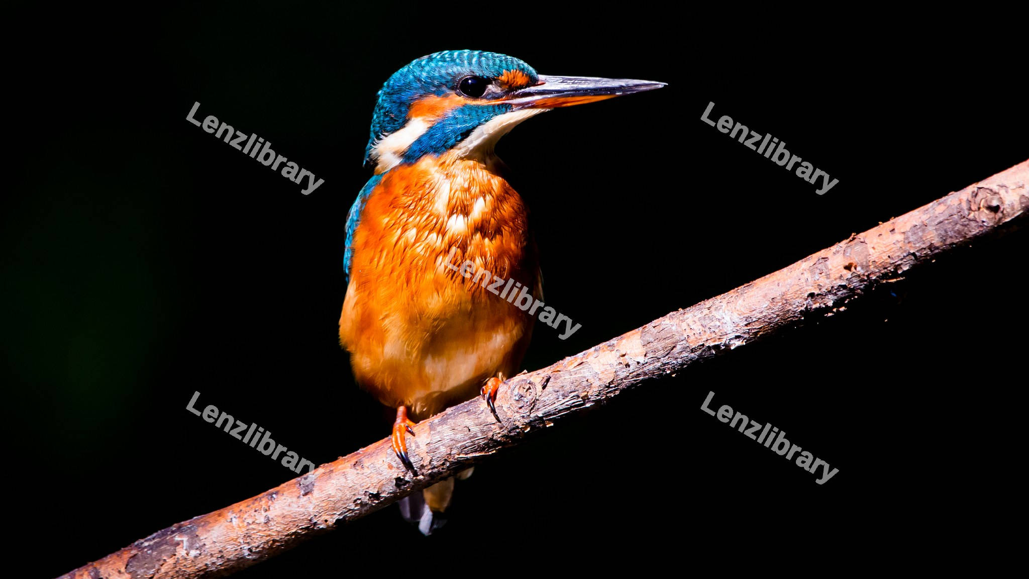 Kingfishers perched on a dry branch